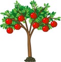 Apple tree with green leaves and ripe red fruits Royalty Free Stock Photo
